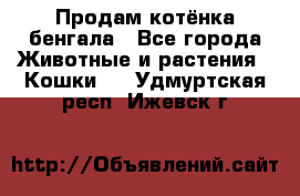 Продам котёнка бенгала - Все города Животные и растения » Кошки   . Удмуртская респ.,Ижевск г.